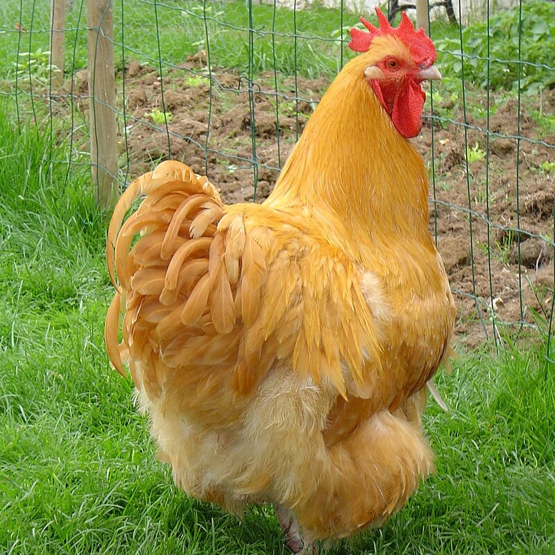 Catalana chicken breed